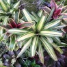 BROMELIA