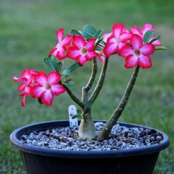 Flor o Rosa del Desierto