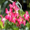 Flor o Rosa del Desierto