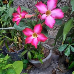 Flor o Rosa del Desierto