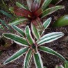 BROMELIA