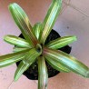 BROMELIA