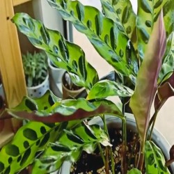 Calathea Insignis o Lancifolia