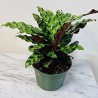 Calathea Insignis o Lancifolia