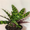 Calathea Insignis o Lancifolia