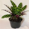 Calathea Insignis o Lancifolia