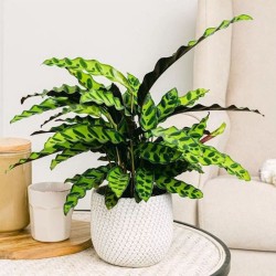 Calathea Insignis o Lancifolia