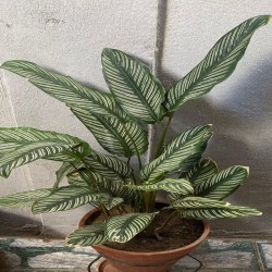 Calathea Ornata