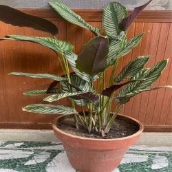 Calathea Ornata