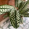 Calathea Ornata