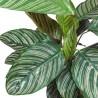 Calathea Ornata