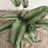 Calathea Ornata