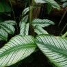 Calathea Ornata