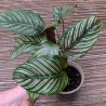 Calathea Ornata