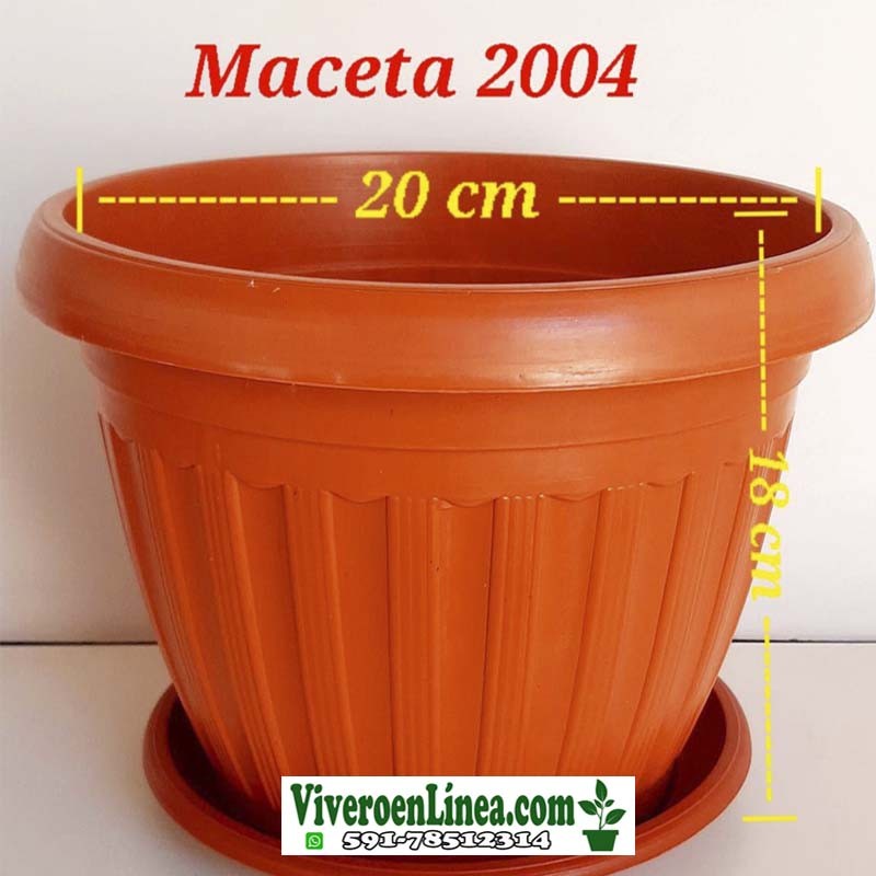 Maceta 2004