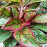 Aglaonema Roja