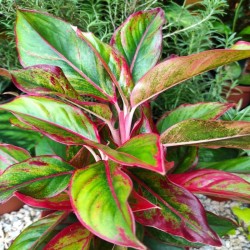 Aglaonema Roja