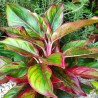 Aglaonema Roja