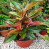 Aglaonema Roja