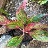 Aglaonema Roja