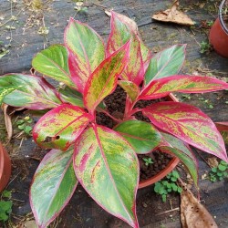 Aglaonema Roja