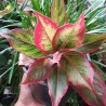 Aglaonema Roja