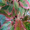 Aglaonema Roja