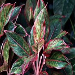 Aglaonema Roja