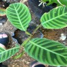 Calathea Zebrina o Zebra