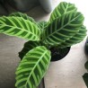 Calathea Zebrina o Zebra