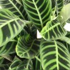 Calathea Zebrina o Zebra