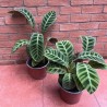 Calathea Zebrina o Zebra