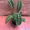 Calathea Zebrina o Zebra