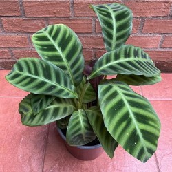 Calathea Zebrina o Zebra