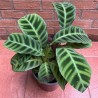 Calathea Zebrina o Zebra