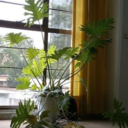 Philodendron Garra de León ó Acasia