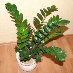 Zamioculcas Zamiifolia